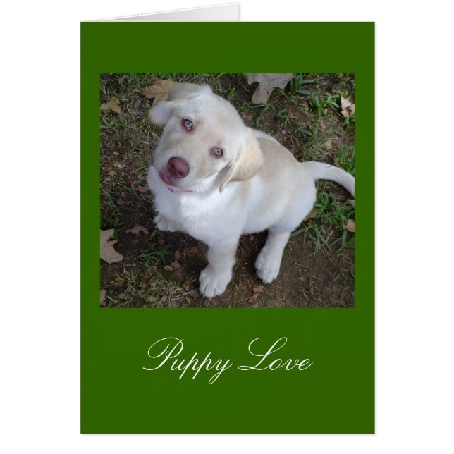 初恋の黄色のラブラドル・レトリーバー犬 (正面)