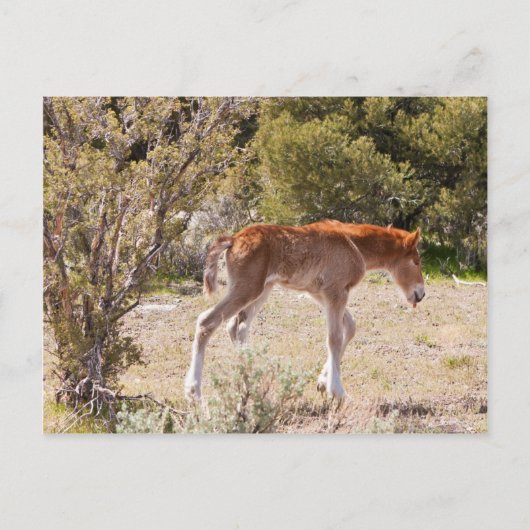 初期の線条 ポストカード (正面)