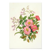 初期の野生のバラ、ペンステモンヒゲ – タン(1868) フォトプリント            (正面)