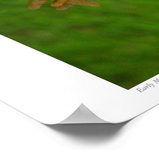 初期メープル種#4352 ポスター (角)