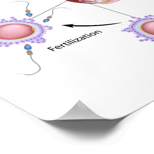 初期人間開発ポスター ポスター (角)