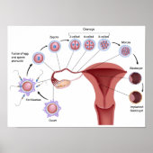 初期人間開発ポスター ポスター (正面)