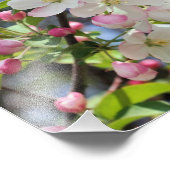 初期春のリンゴの花が8x8で閉まる フォトプリント (角)