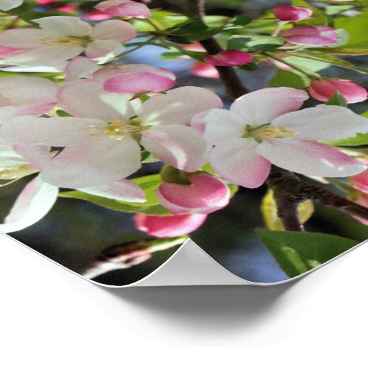 初期春アップルの花抽象芸術 ポスター (角)