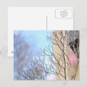 初期春ツリー ポストカード (正面/裏面)