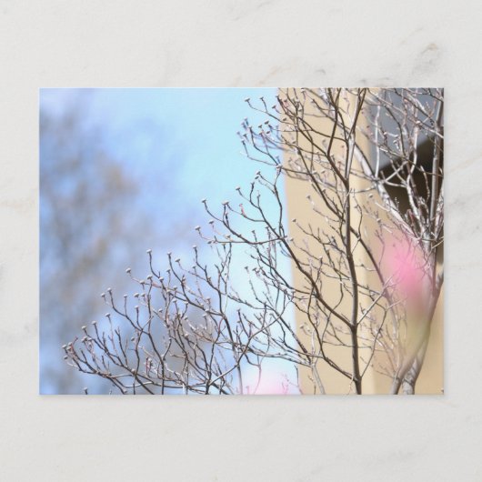 初期春ツリー ポストカード (正面)