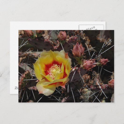 初花 ポストカード (正面/裏面)