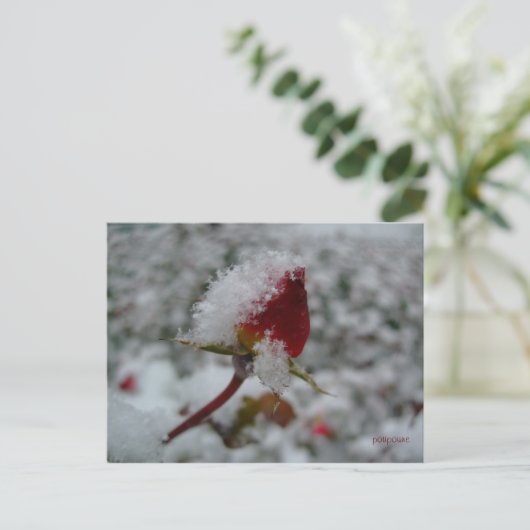 初雪 ポストカード (スタンド正面)