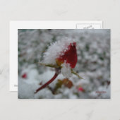 初雪 ポストカード (正面/裏面)