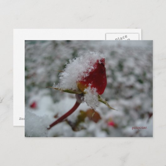 初雪 ポストカード (正面/裏面)