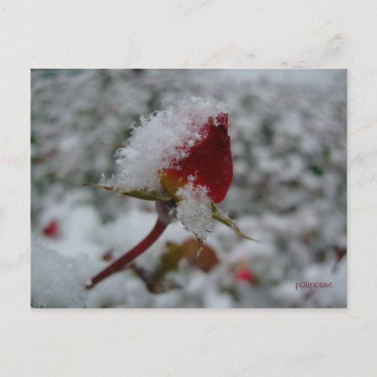 初雪 ポストカード (正面)
