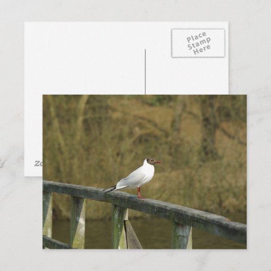 判型 – はがき (正面/裏面)