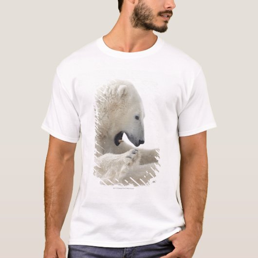 別のくまとの戦いで従事している白くま Tシャツ (正面)