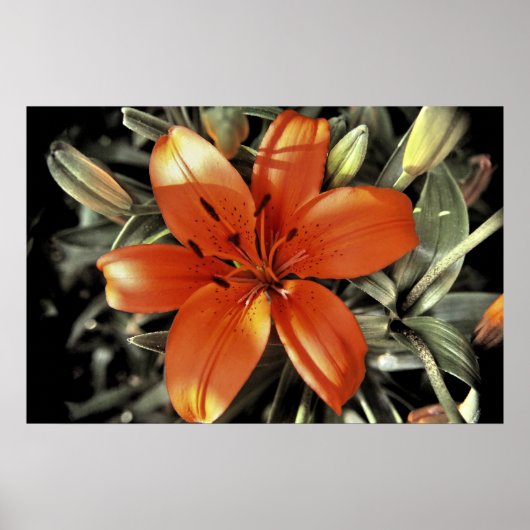 別のオレンジ色のショット ポスター (正面)