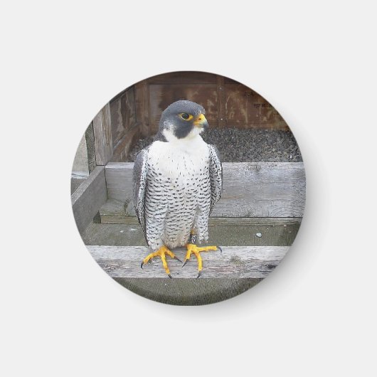 別の射手磁石 マグネット (正面)