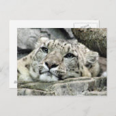 別の月曜日のユキヒョウ ポストカード (正面/裏面)