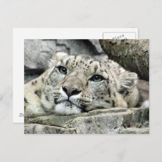 別の月曜日のユキヒョウ ポストカード (正面/裏面)