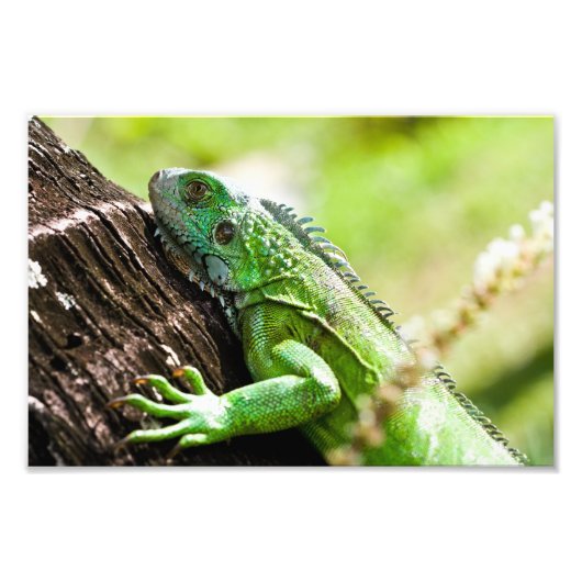 別の緑の日 フォトプリント            (正面)