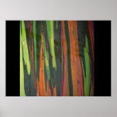 別の虹ユーカリ ポスター (正面)