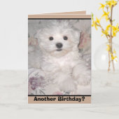 別の誕生日?マルチーズパピーグリーティングカード カード (黄色い花)