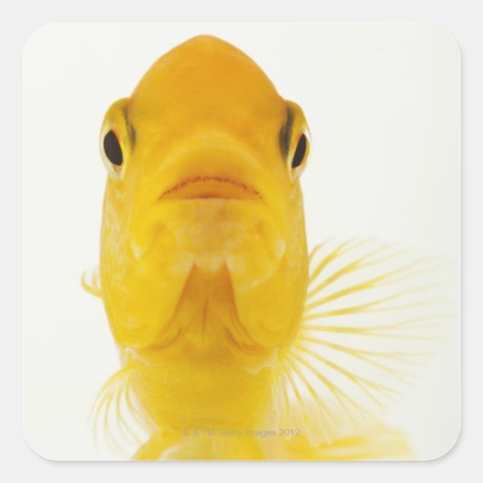 別名コメットテール金魚。ハーディ スクエアシール (正面)