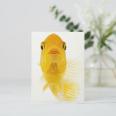 別名コメットテール金魚。ハーディ ポストカード (スタンド正面)