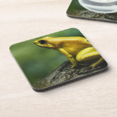 別名金投げ矢のカエル; への風土病 コースター (左側)