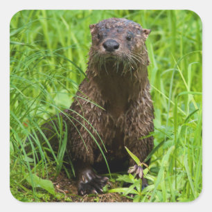 利発な川カワウソ スクエアシール