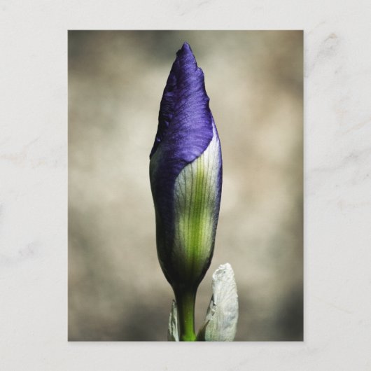 到着美しい葉書 ポストカード (正面)