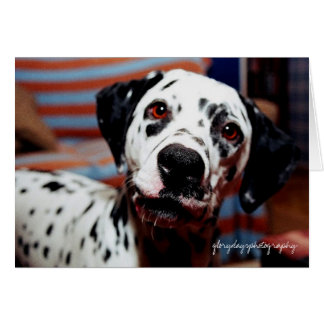 刺し傷、glorydaysphotography