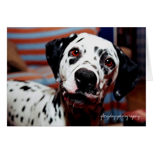 刺し傷、glorydaysphotography (正面横)