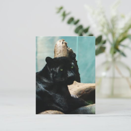 刺すような目を持つヒョウ ポストカード (スタンド正面)