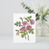 刺繍ピンクオールド英語バラ ポストカード (スタンド正面)