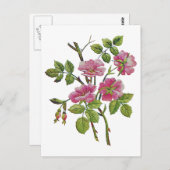 刺繍ピンクオールド英語バラ ポストカード (正面/裏面)