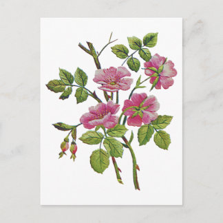 刺繍ピンクオールド英語バラ ポストカード