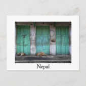 前の緑のドアの野良犬白いはがき ポストカード (正面)