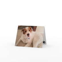 前刷空白の付きノートカードの犬