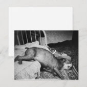 前夜の余興 ヴィンテージ おもしろ酔っ払い犬 招待状 (正面/裏面)