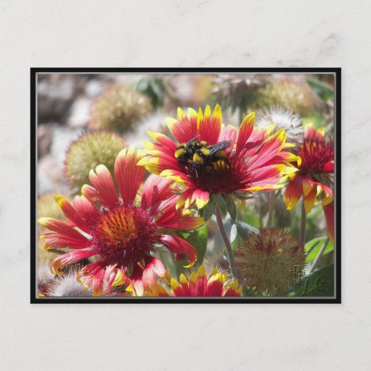 前庭の花に2頭の蜂が生える。 ポストカード (正面)