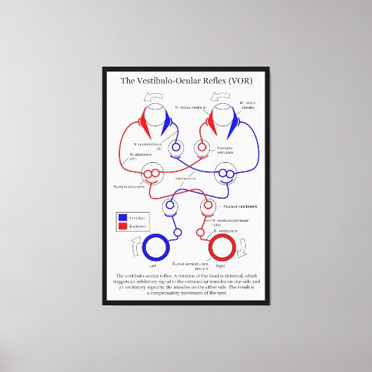 前庭眼反射VOR眼運動を安定化 キャンバスプリント (正面)