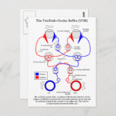 前庭 – 眼反射VOR眼球運動安定化 ポストカード (正面/裏面)