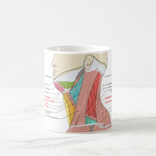 前後三角形の頸部解剖筋 コーヒーマグカップ (中央)