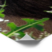 前方から見えるライオンのポートレート ポスター (角)