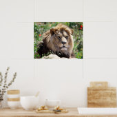 前方から見えるライオンのポートレート ポスター (キッチン)