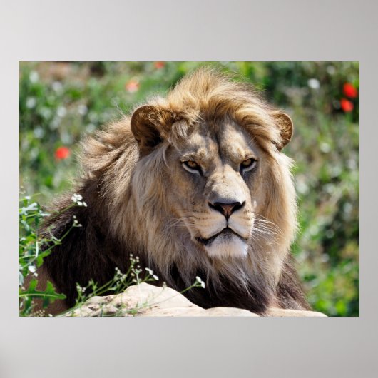 前方から見えるライオンのポートレート ポスター (正面)