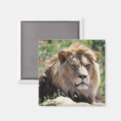 前方から見えるライオンのポートレート マグネット (正面/裏面)