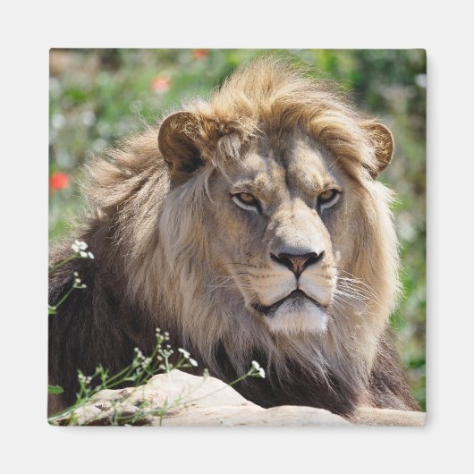 前方から見えるライオンのポートレート マグネット (正面)