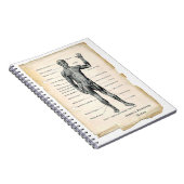 前方解剖学 ノートブック (右側)