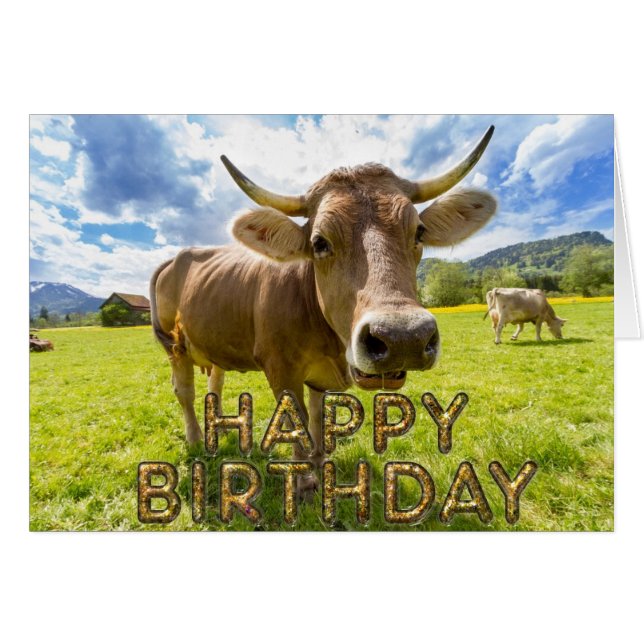 前景の好奇心が強い牛 (正面横)