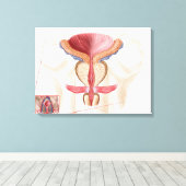 前立腺解剖学 キャンバスプリント (インサイチュ (ウッドフロア))